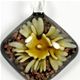 5 pc pack of  glass foil diamond with flower pendants. 35 mm 