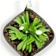 5 pc pack of  glass foil diamond with flower pendants. 35 mm 