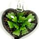 5 pc pack of  glass foil heart with flower pendants. 35 mm 