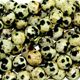 16" strand of faceted 6mm round dalmation jasper beads.