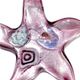 SF006- Starfish glass foil pendant